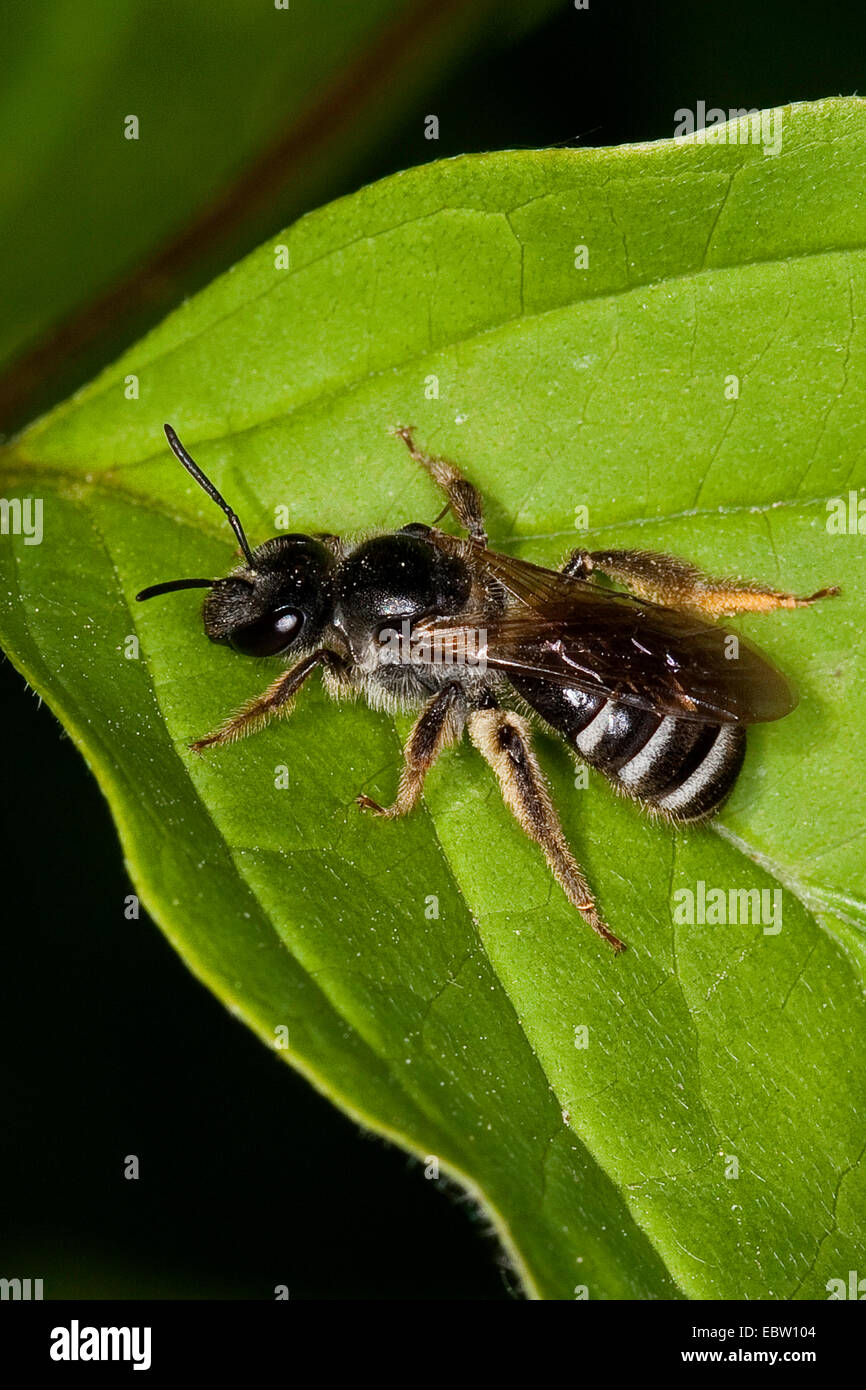 Il sudore bee, Europeo halictid bee (Lasioglossum subgen. Lasioglossum), seduta su una foglia, Germania Foto Stock