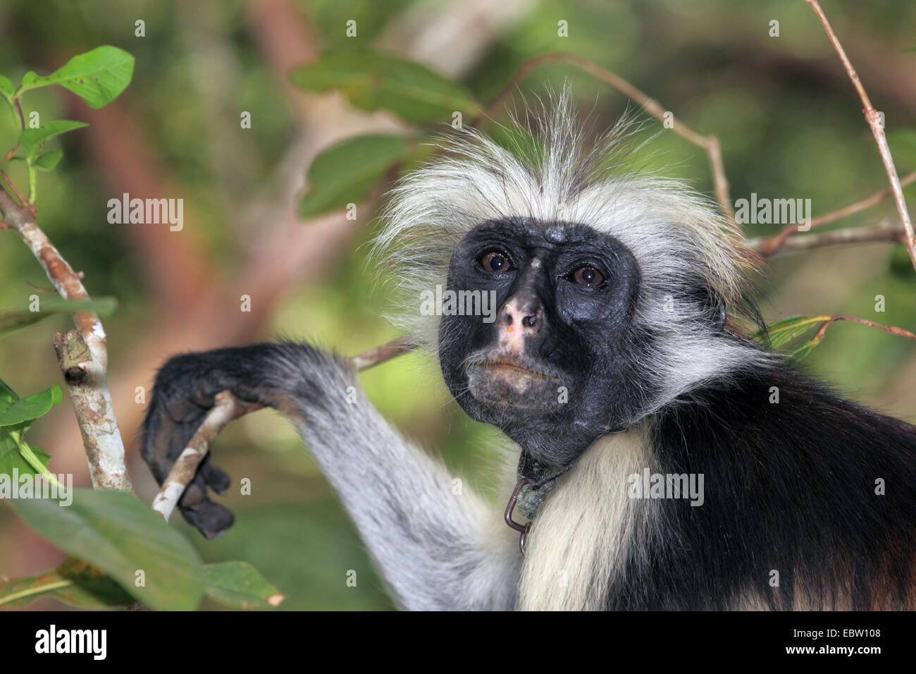 Zanzibar Red Colobus, Kirk della Red Colobus Monkey (Procolobus kirkii, Piliocolobus kirkii), con archetto per il collo, Tanzania, Sansibar Foto Stock