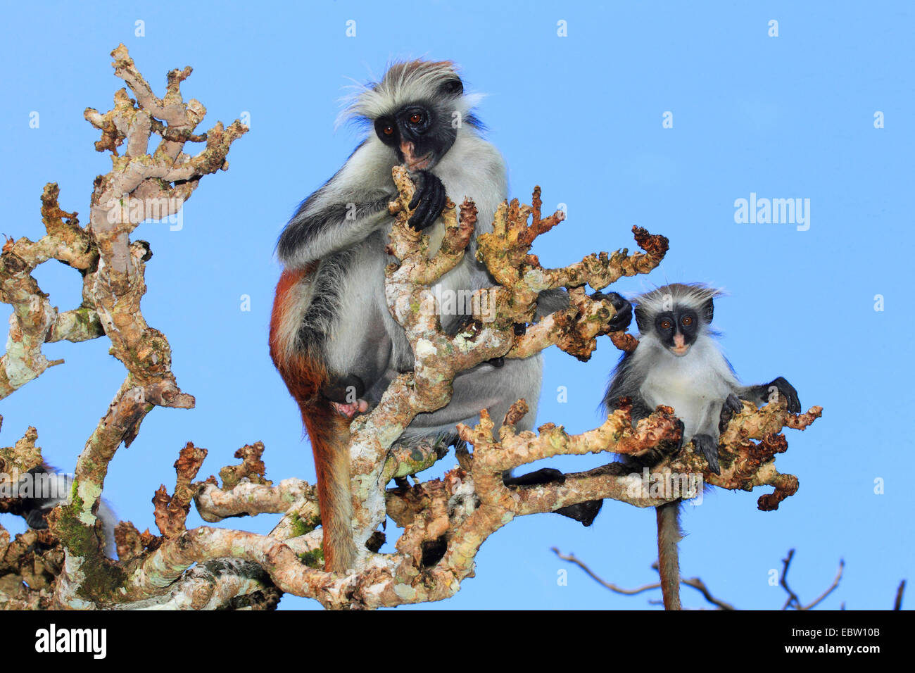 Zanzibar Red Colobus, Kirk della Red Colobus Monkey (Procolobus kirkii, Piliocolobus kirkii), con cucciolo su un albero, Tanzania, Sansibar Foto Stock