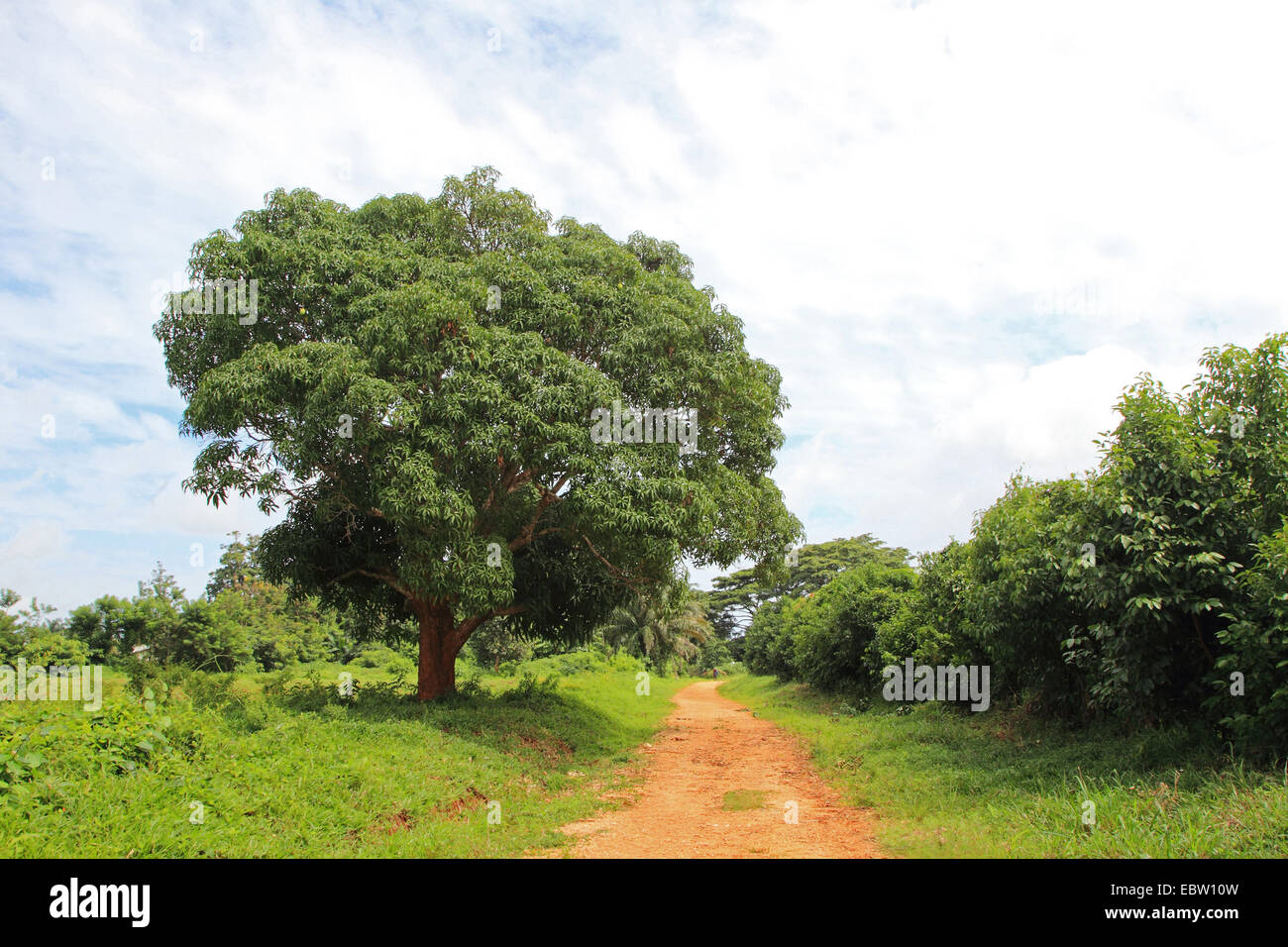Mango (Mangifera indica), albero di mango in corrispondenza di un bordo strada, Tanzania, Sansibar Foto Stock