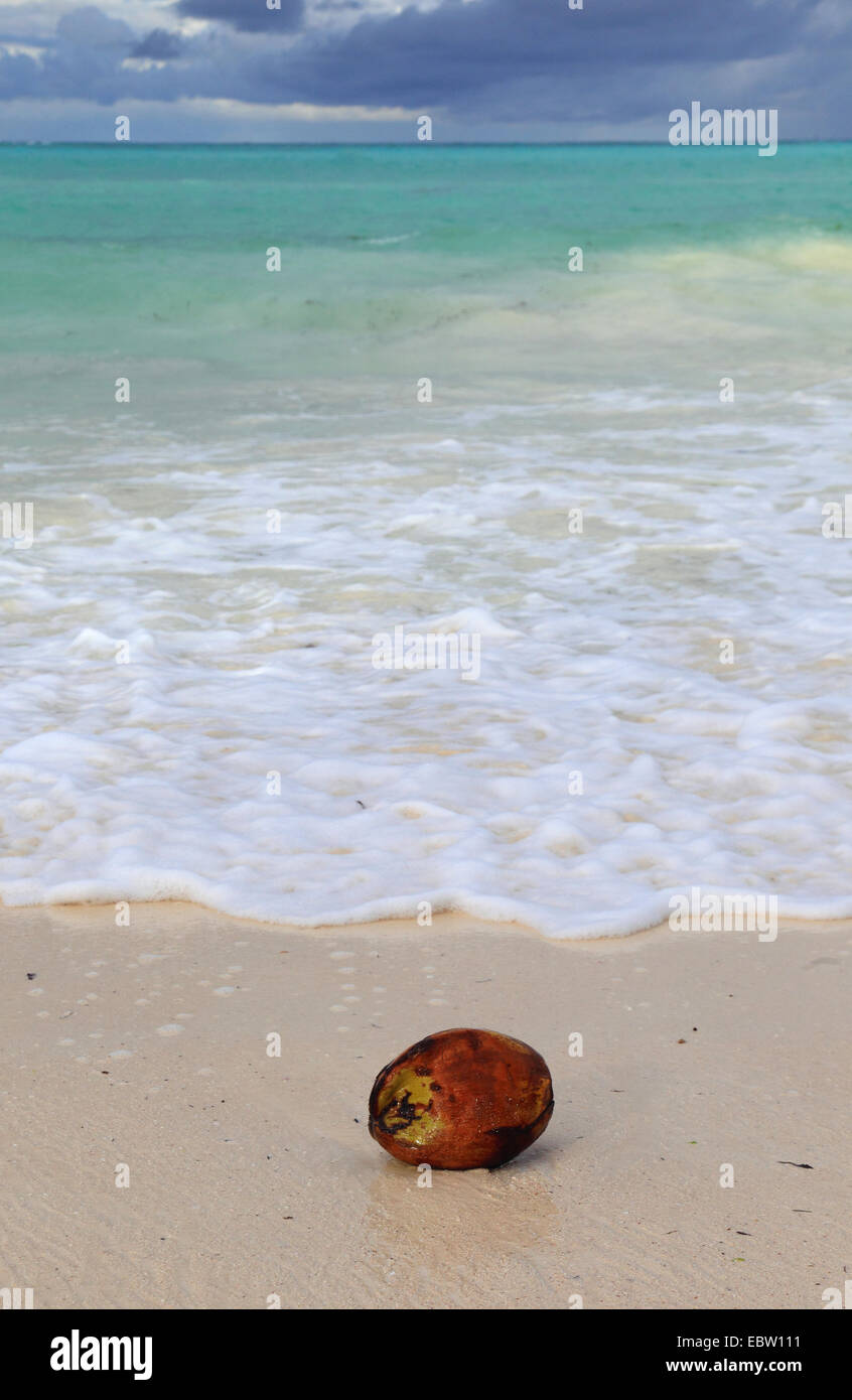 Palma da cocco (Cocos nucifera), cocco sdraiato sulla spiaggia dell'Oceano Indiano, Tanzania, Sansibar Foto Stock
