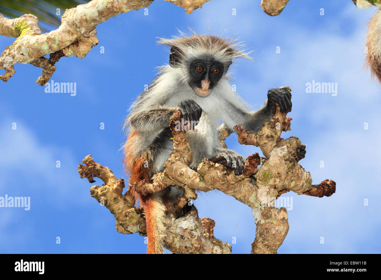 Zanzibar Red Colobus, Kirk della Red Colobus Monkey (Procolobus kirkii, Piliocolobus kirkii), pup su un albero, Tanzania, Sansibar Foto Stock