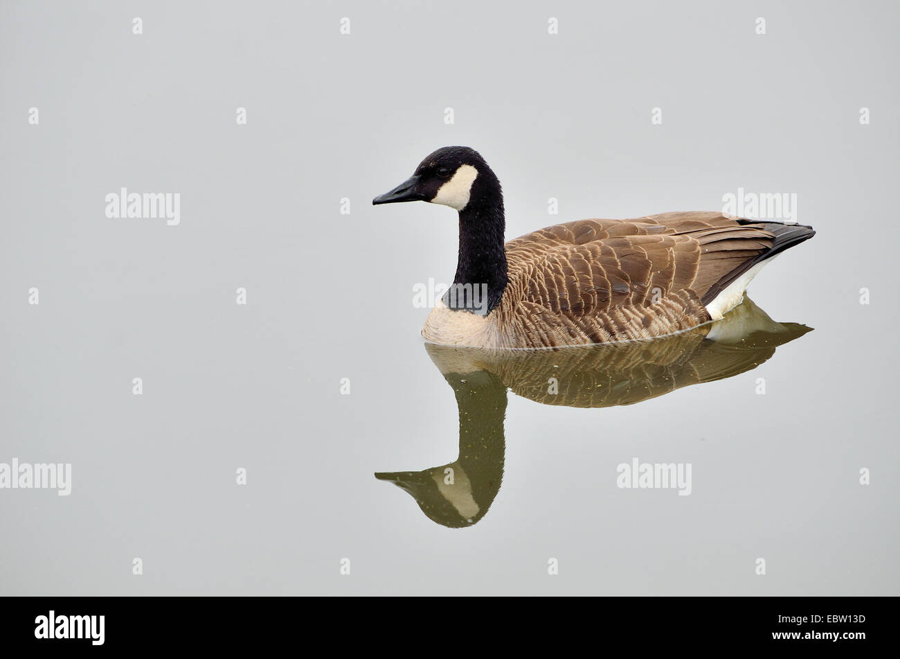 Un Canada Goose galleggianti in un corpo di acqua. Foto Stock