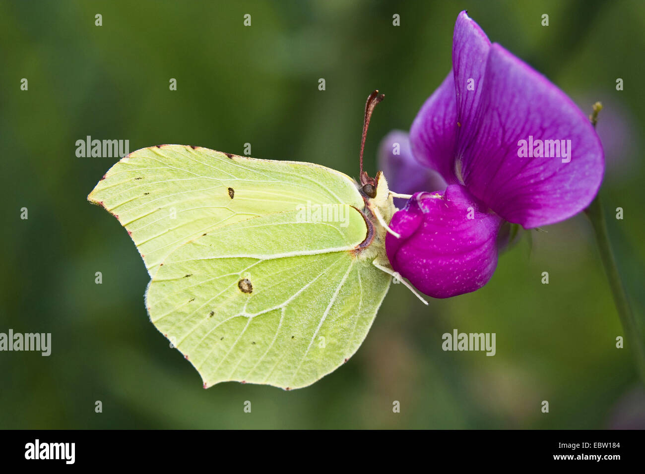 Brimstone (Gonepteryx rhamni), su una veccia, Germania Foto Stock