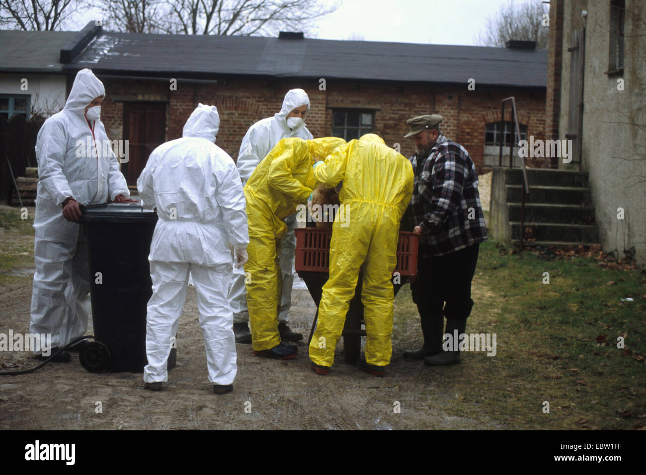 Epidemiologi in tute di protezione insieme con il pollame contadino di una fattoria di essere colpiti dall'influenza aviaria, Germania, Foto Stock