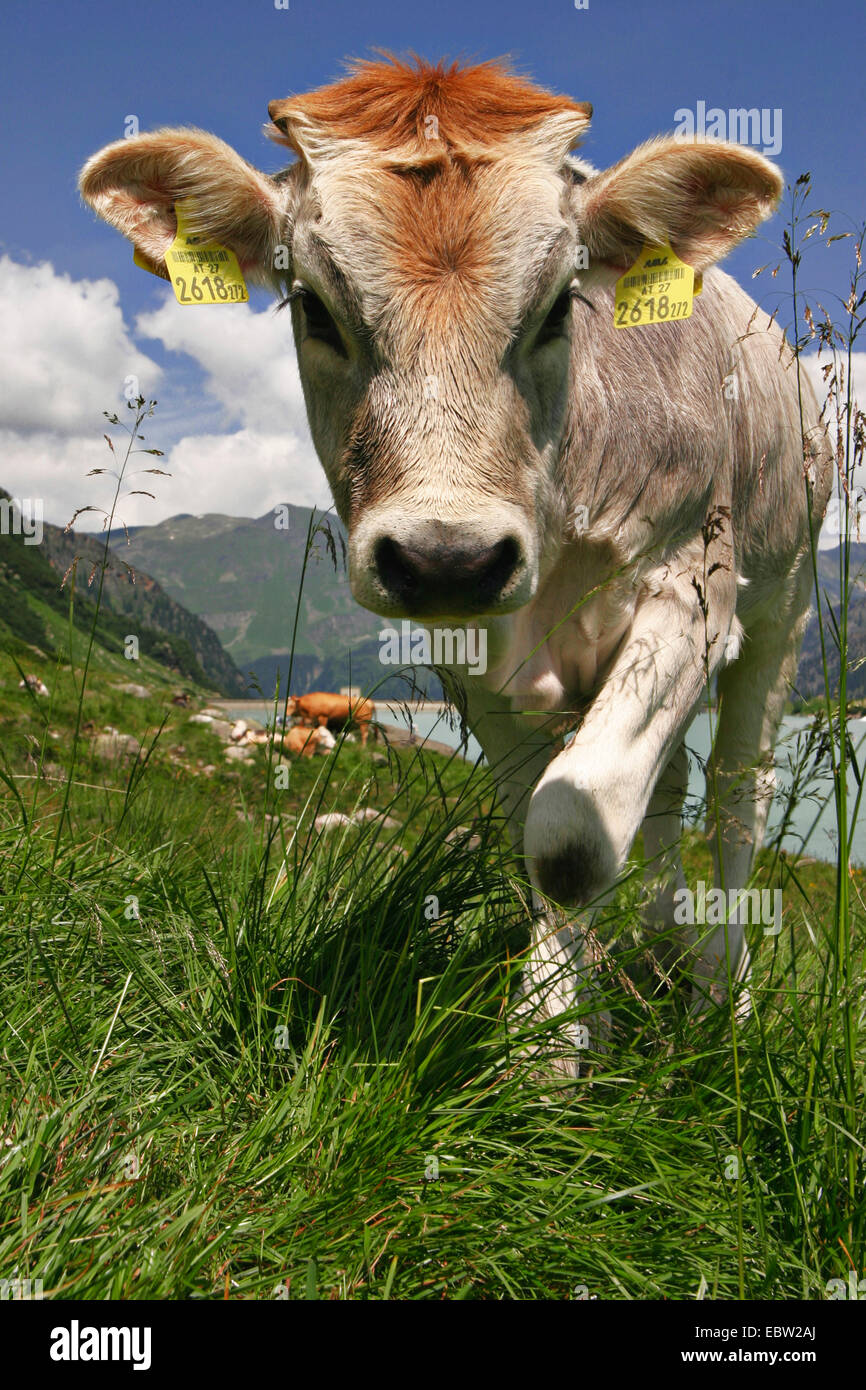 Gli animali domestici della specie bovina (Bos primigenius f. taurus), mucca in un pascolo, Austria Foto Stock