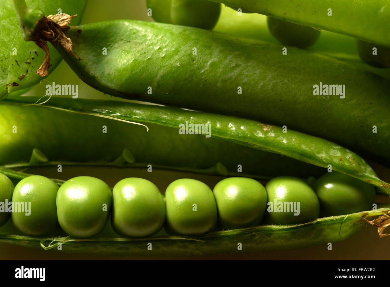 Pisello (Pisum sativum), owas in un gruppo di generatori di chiamata Foto Stock