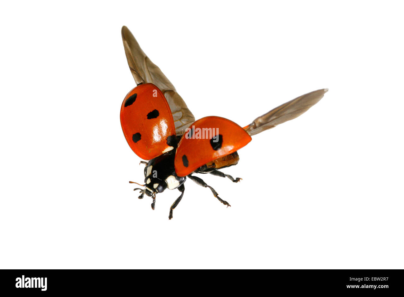Sette-spot coccinella, sevenspot coccinella, 7-spot ladybird (Coccinella septempunctata), Coccinella battenti, Austria Foto Stock