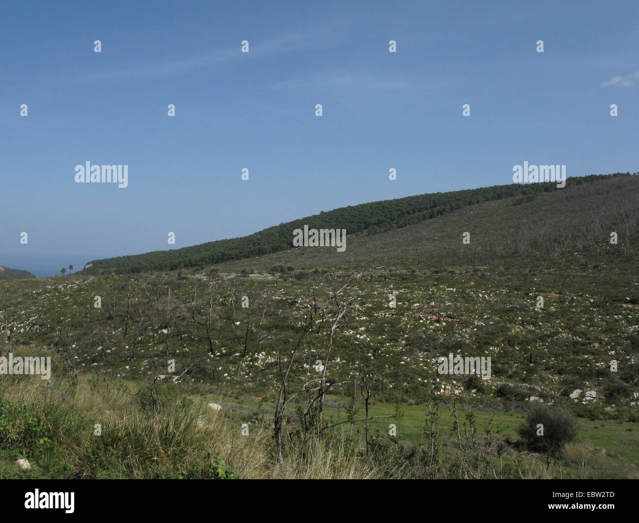 Successione dopo l'incendio, Grecia, Peloponnes Foto Stock