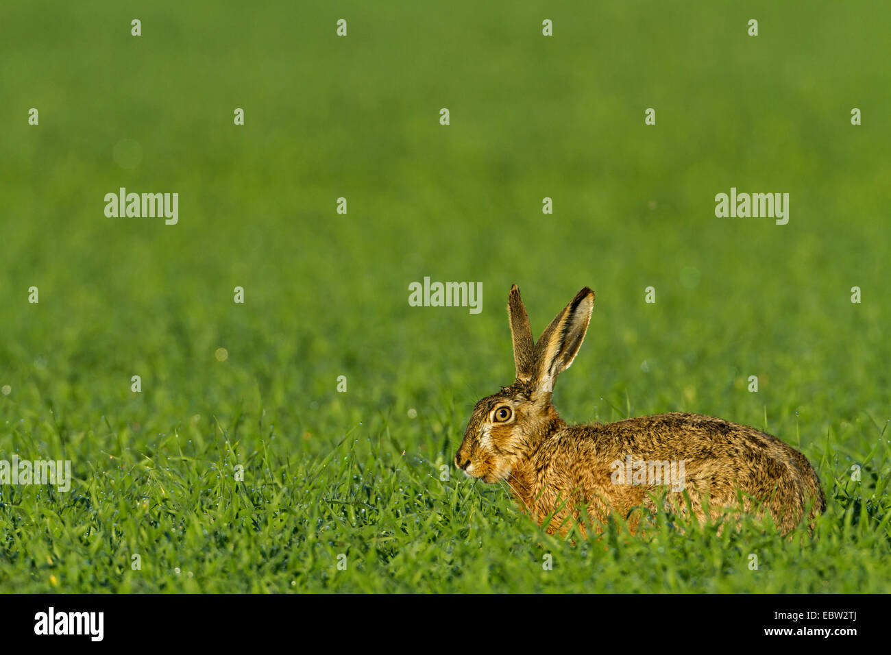 Unione lepre (Lepus europaeus), seduti in un prato, in Germania, in Renania Palatinato Foto Stock