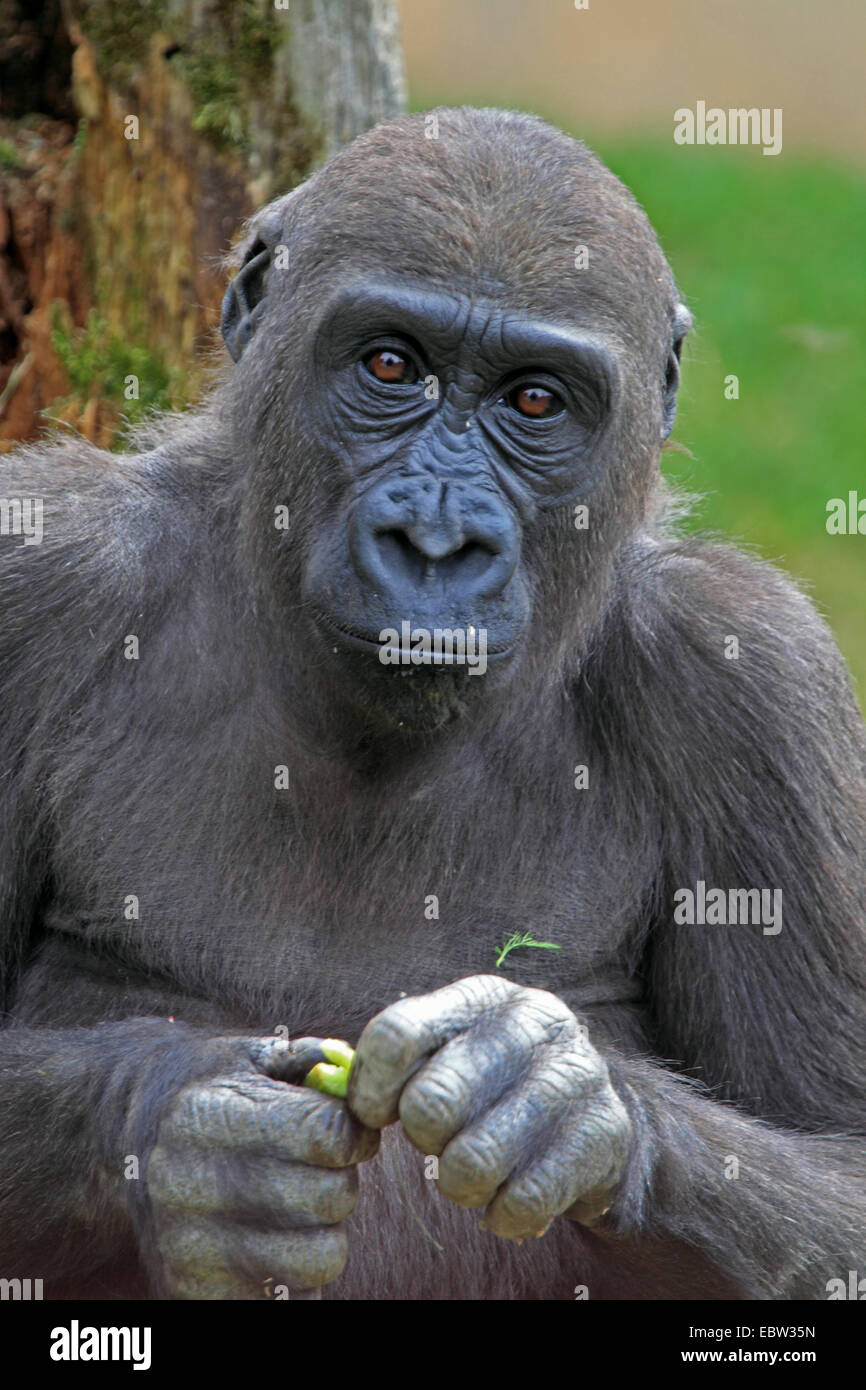 Pianura gorilla (Gorilla gorilla gorilla), femmina Foto Stock
