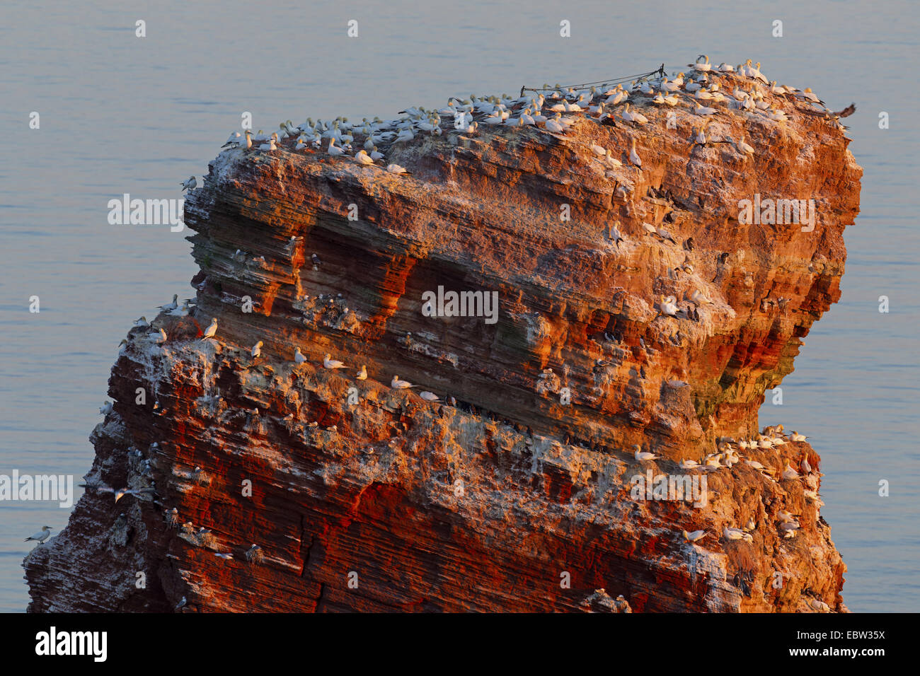 Northern gannet (Sula bassana, Morus bassanus), colonia su Lange Anna, Germania, Schleswig-Holstein, Isola di Helgoland Foto Stock