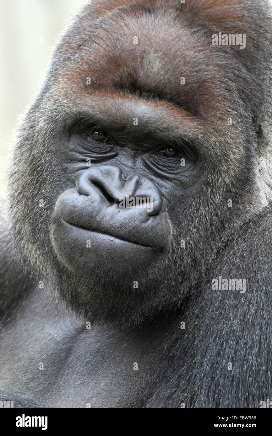 Pianura gorilla (Gorilla gorilla gorilla), il ritratto di un silverback Foto Stock