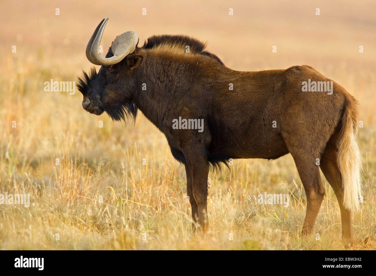 Nero GNU, bianco-tailed gnu (Connochaetes gnou), in piedi saavannah, Sud Africa, Eastern Cape, Mountain Zebra National Park Foto Stock