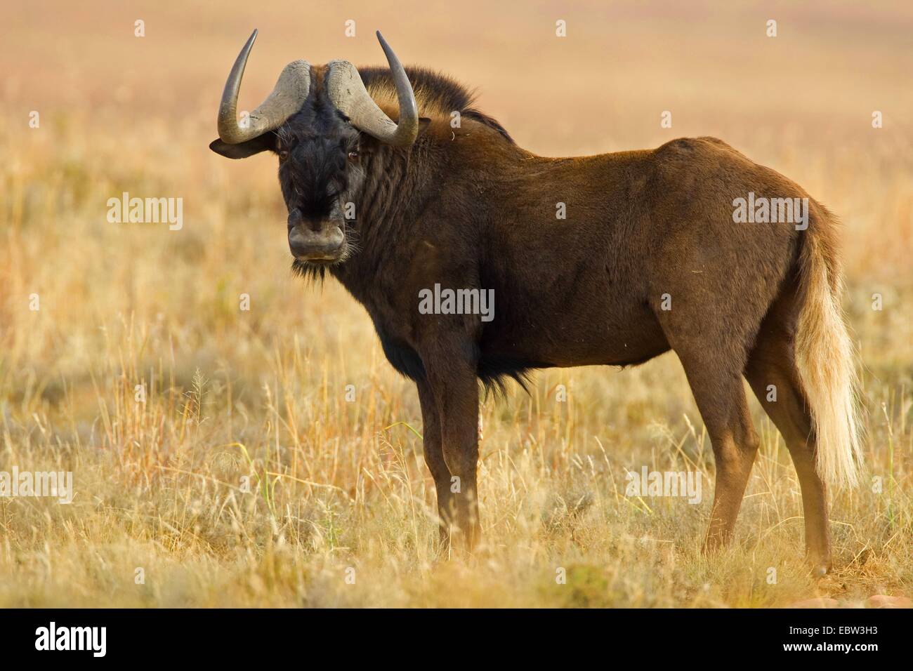 Nero GNU, bianco-tailed gnu (Connochaetes gnou), in piedi saavannah, Sud Africa, Eastern Cape, Mountain Zebra National Park Foto Stock