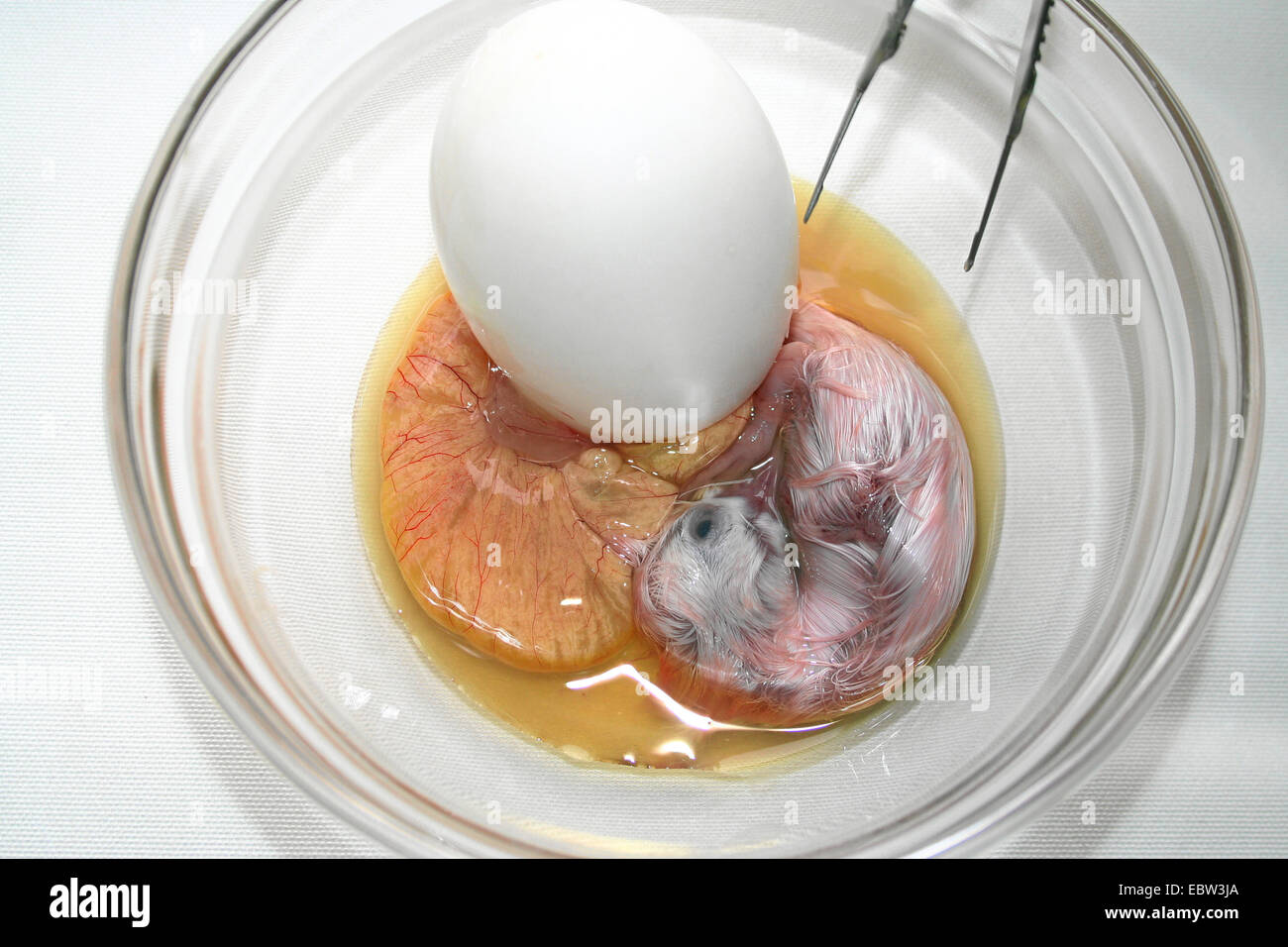 Duck embrioni da un uovo fecondato chiamato balut presentato in una ciotola di vetro, tradizionalmente consumato come la delicatezza e la presunta afrodisiaco in Estremo Oriente Foto Stock