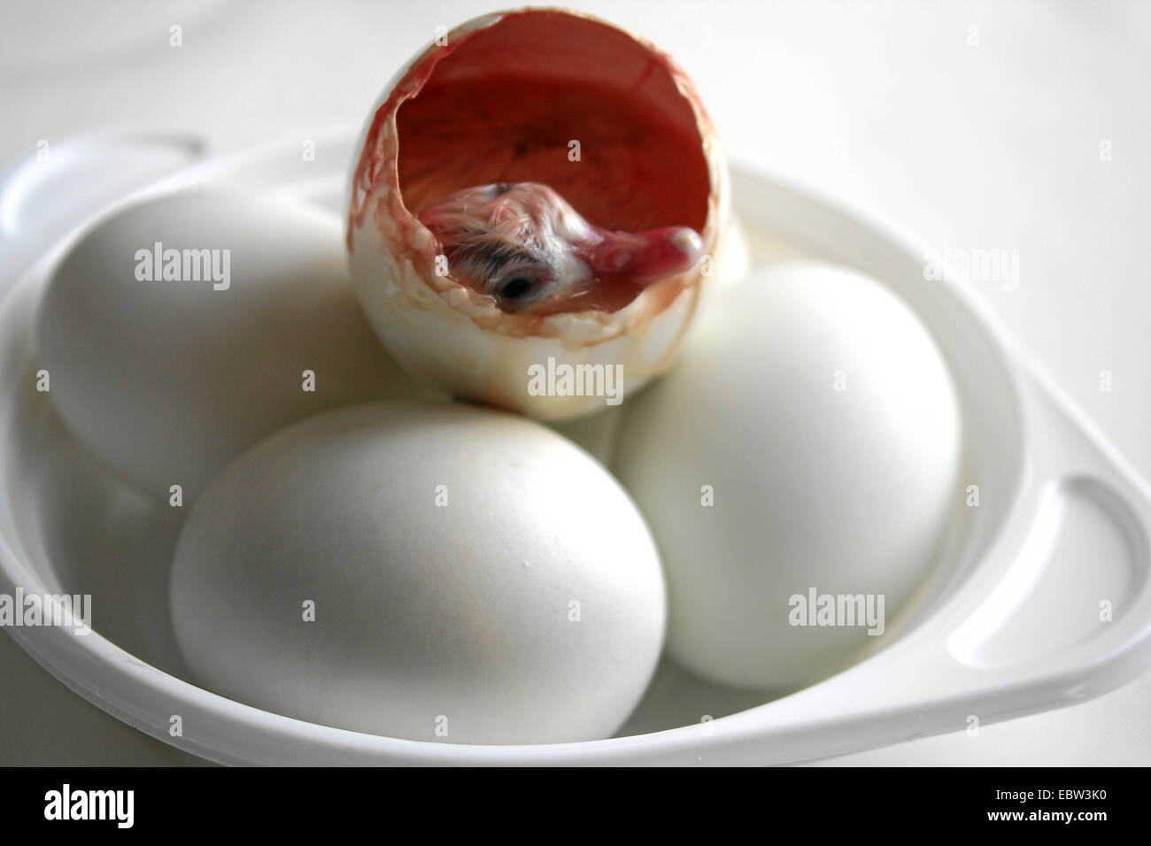 Testa di un embrione di anatra spuntavano di un uovo fecondato chiamato balut, tradizionalmente mangiato come una prelibatezza e presunto afrodisiaco in Estremo Oriente Foto Stock