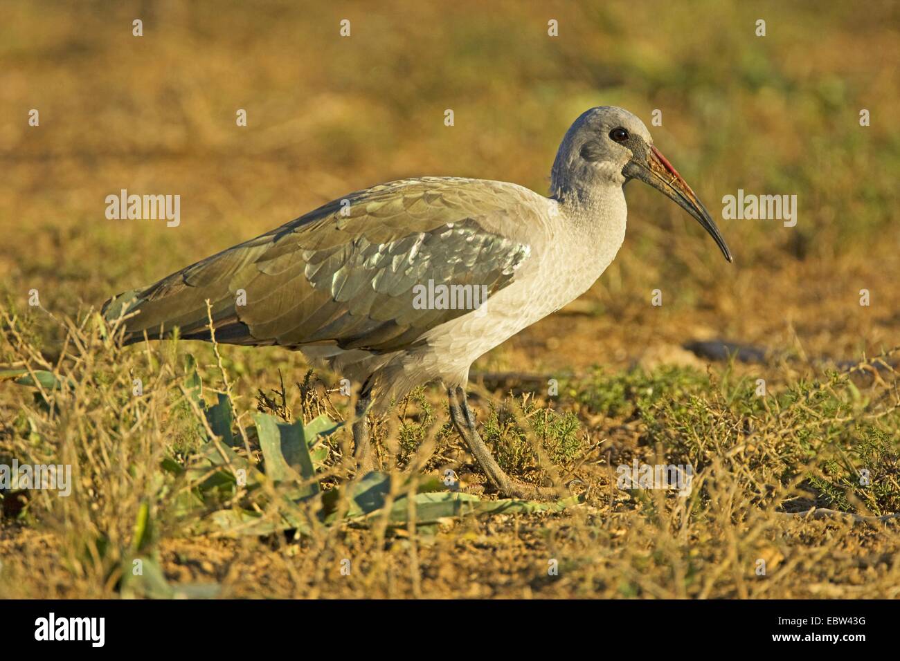 Ibis Hadeda (Bostrychia hagedash), vista laterale, Sud Africa, Eastern Cape, Addo Elephant National Park Foto Stock