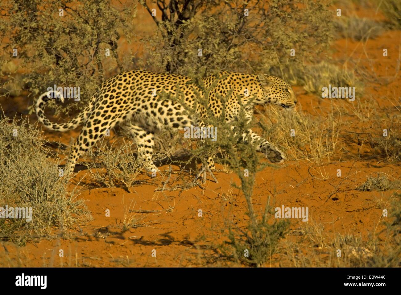 Leopard (Panthera pardus), a piedi nella savana, Sud Africa, Northern Cape, Kgalagadi transfrontaliera Parco Nazionale Foto Stock