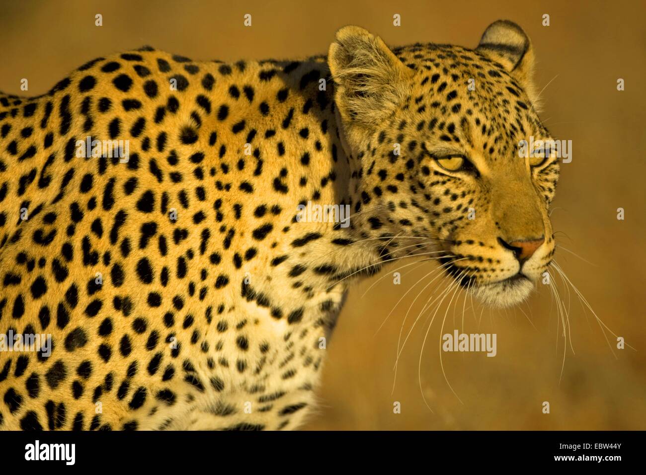 Leopard (Panthera pardus), ritratto, Sud Africa, Northern Cape, Kgalagadi transfrontaliera Parco Nazionale Foto Stock