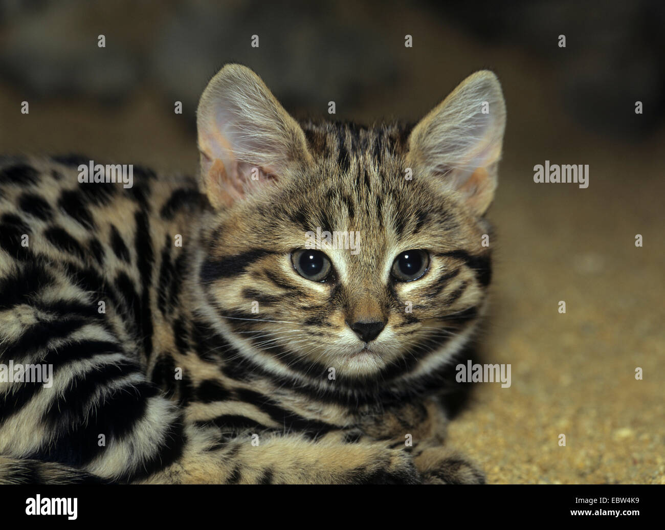 Nero Africa-footed cat (Felis nigripes), capretti Foto Stock