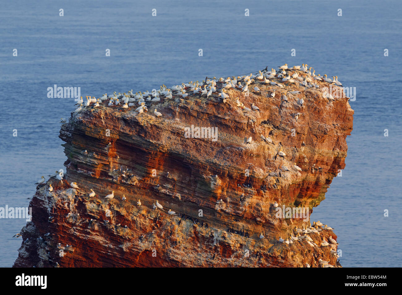 Northern gannet (Sula bassana, Morus bassanus), colonia di allevamento a Lange Anna, Germania, Schleswig-Holstein, Isola di Helgoland Foto Stock