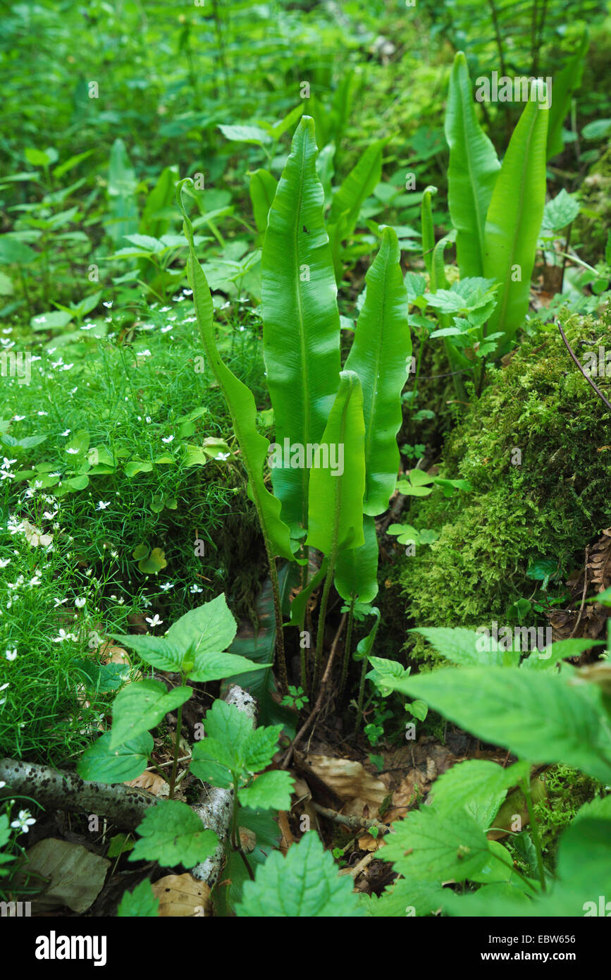 Hart la linguetta, Europeo harts-lingua (felci Asplenium scolopendrium, Phyllitis scolopendrium), sul suolo della foresta, in Germania, in Baviera, Alta Baviera, Baviera superiore Foto Stock