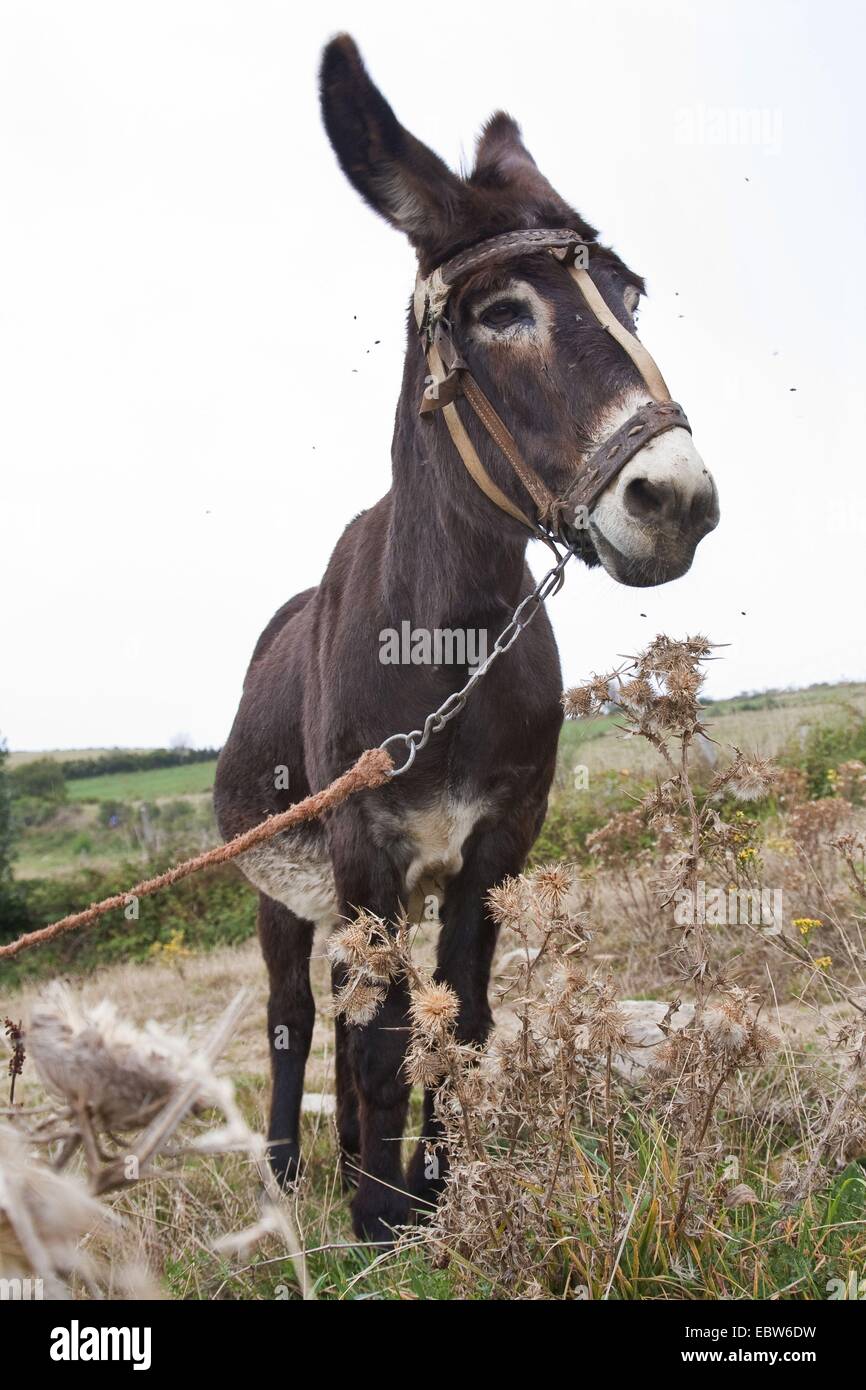 Asino domestico (Equus asinus f. asinus), galiziano asino, Spagna, Galizia, Lugo, FonfrÝa Foto Stock