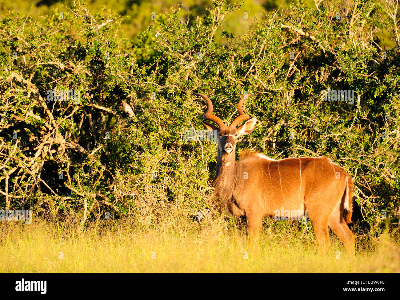 Kudu maggiore (Tragelaphus strepsiceros), maschio, Sud Africa, Addo Elephant National Park Foto Stock