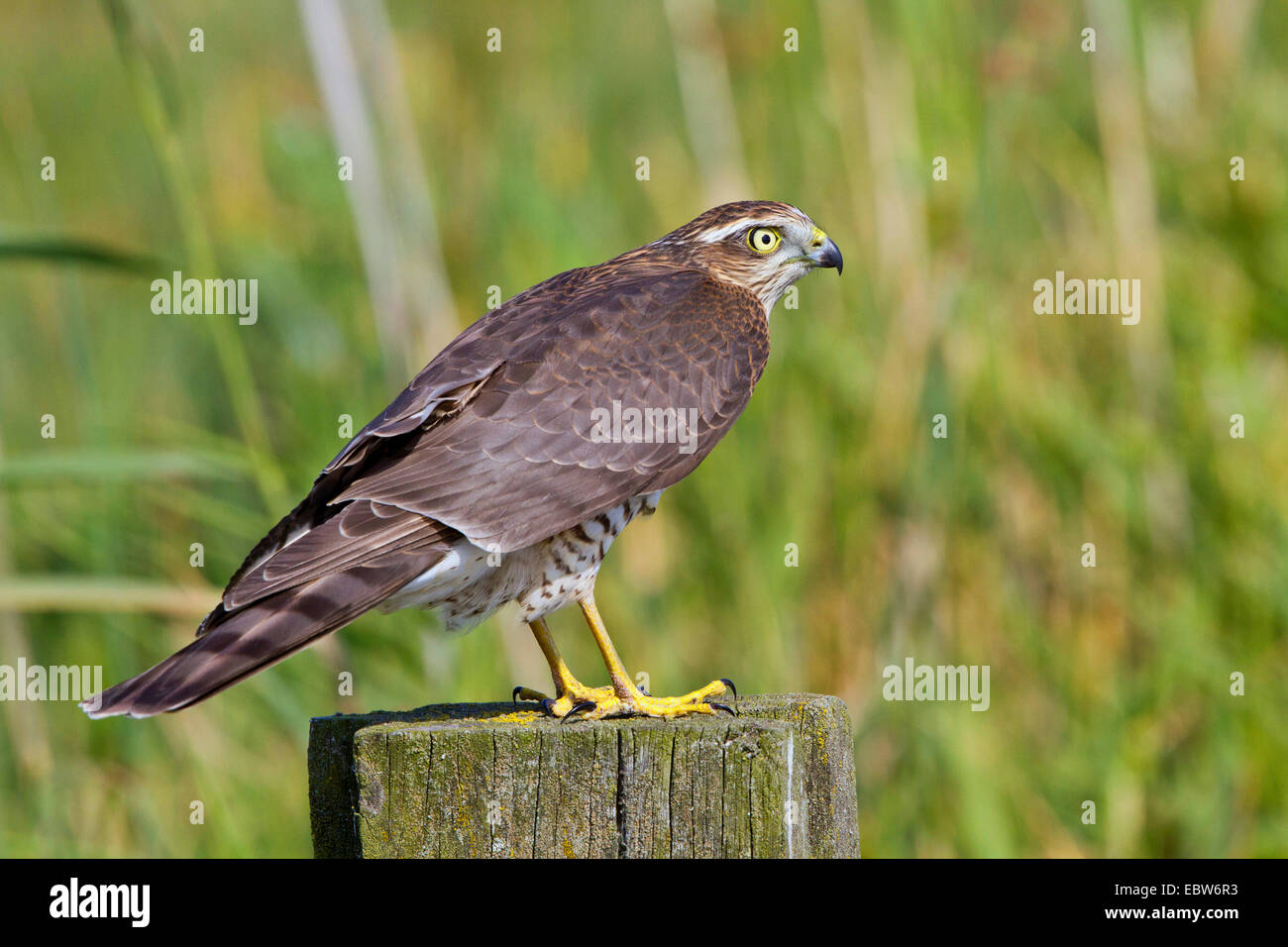 Northern Sparviero (Accipiter nisus), femmina su un montante in legno, Germania, Meclemburgo-Pomerania Occidentale Foto Stock