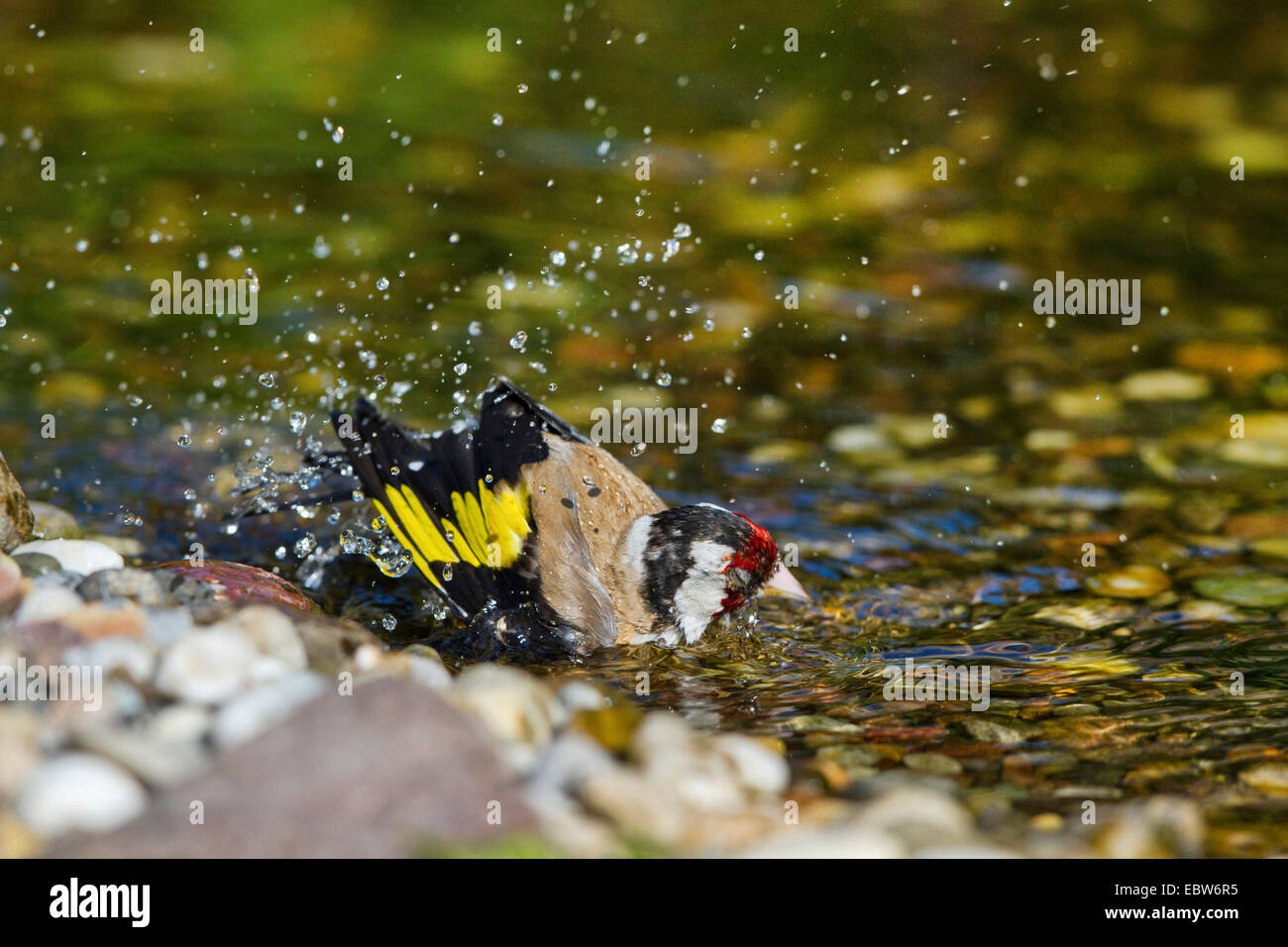 Eurasian cardellino (Carduelis carduelis), balneazione maschio, Germania, Meclemburgo-Pomerania Occidentale Foto Stock