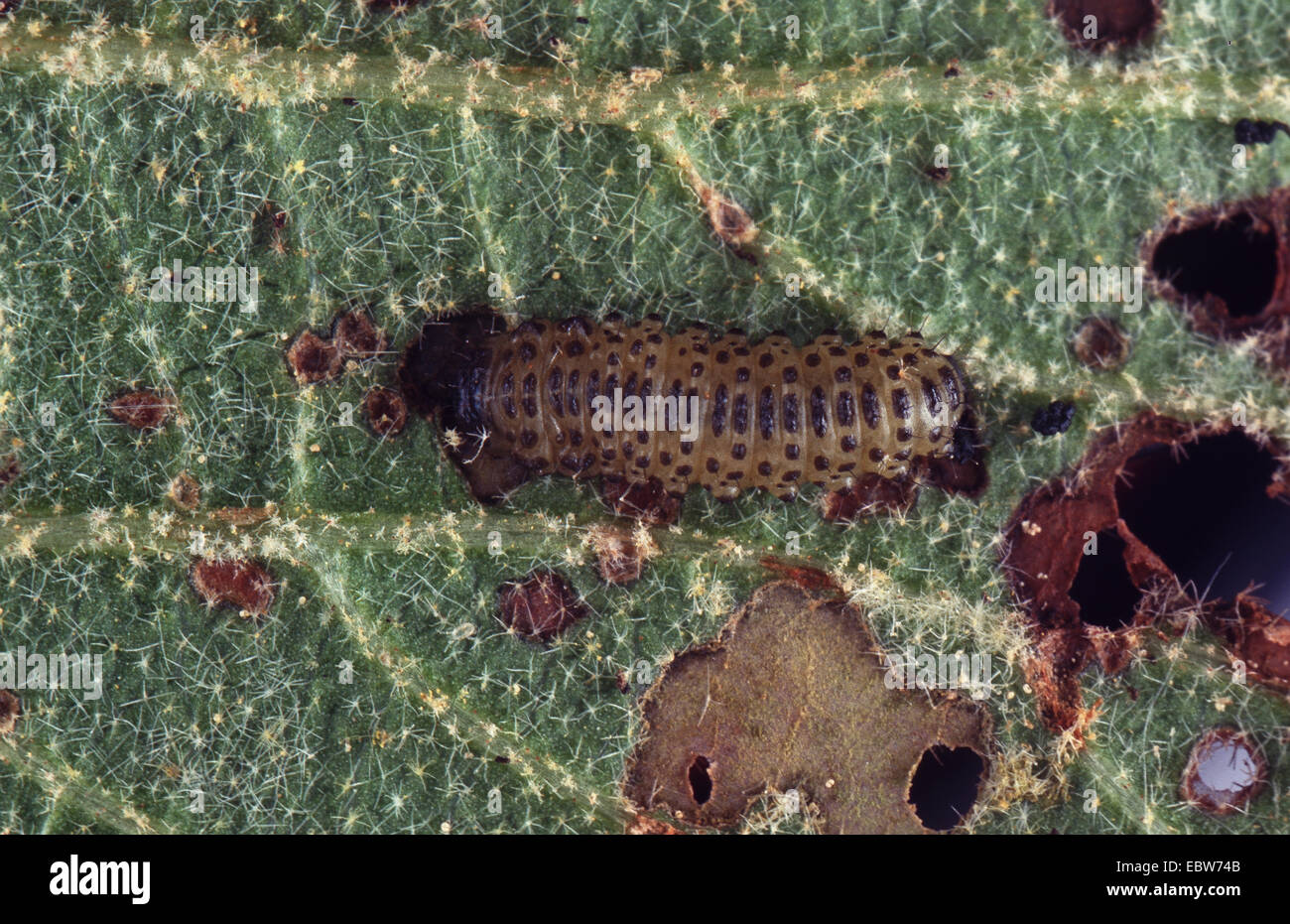 Viburnum beetle (Pyrrhalta viburni), larva Foto Stock