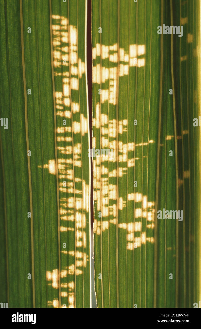 Rosso e nero (froghopper Cercopis vulnerata), burrow Foto Stock