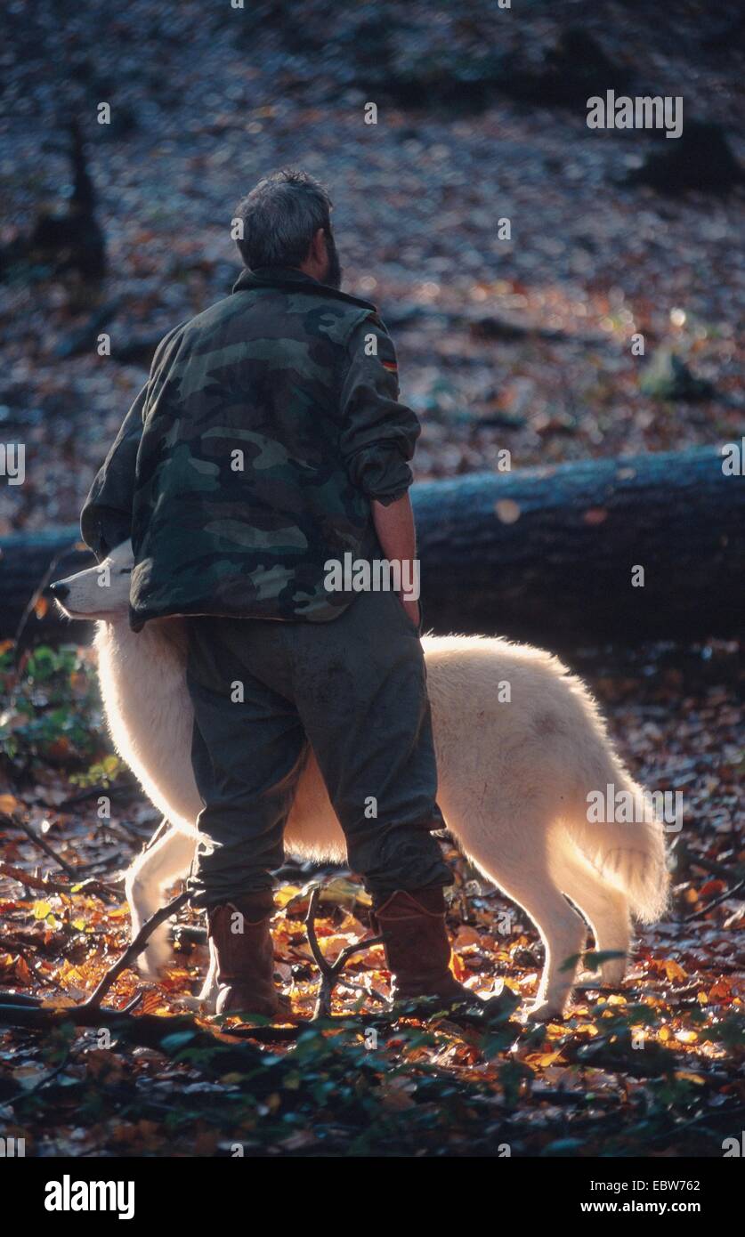 Arctic Wolf; tundra lupo (Canis lupus albus); singolo animale; con Werner Freund; retroilluminazione; Germania; SAAR; Merzig. Foto Stock