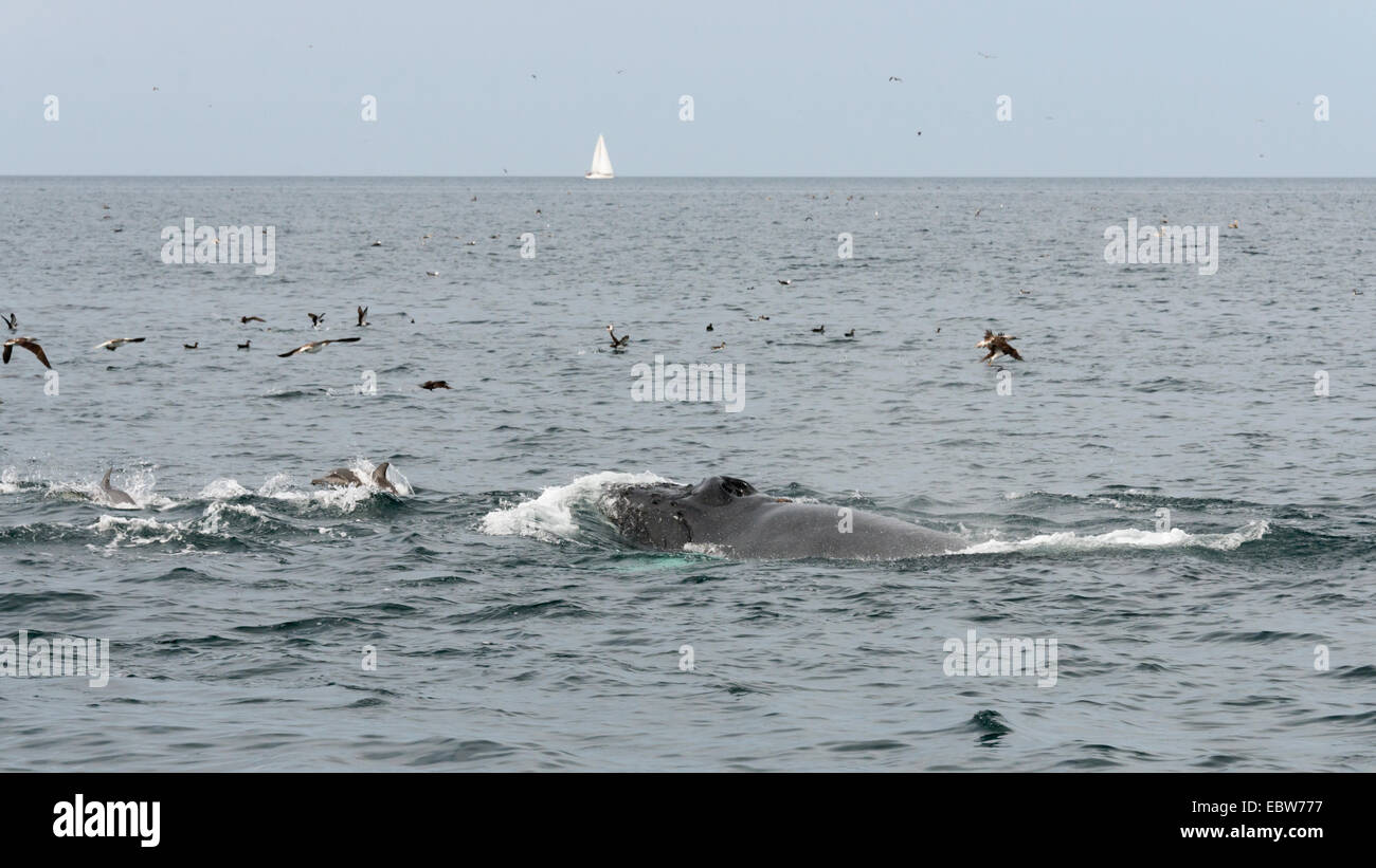 Humpback balene, delfini, sule e barca a vela, Parque Nacional Bahía de Loreto, Mare di Cortez, Messico Foto Stock