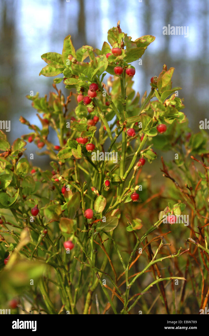 Il mirtillo nana, mirtillo, huckleberry, bassa billberry (Vaccinium myrtillus), fioritura, Germania Foto Stock