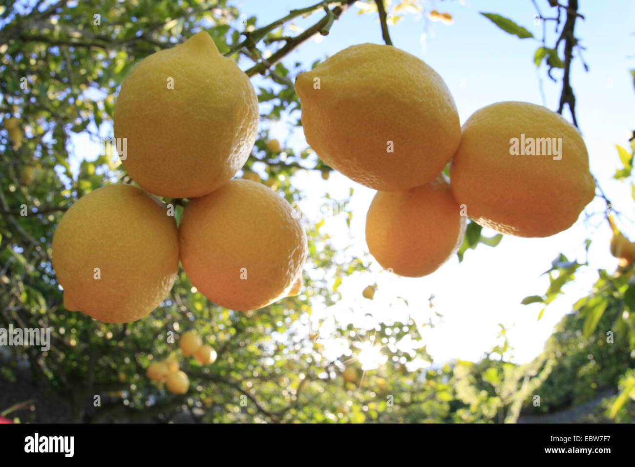 Albero di limone (Citrus limon), frutti maturi a tree, Spagna, Balearen, Maiorca Foto Stock