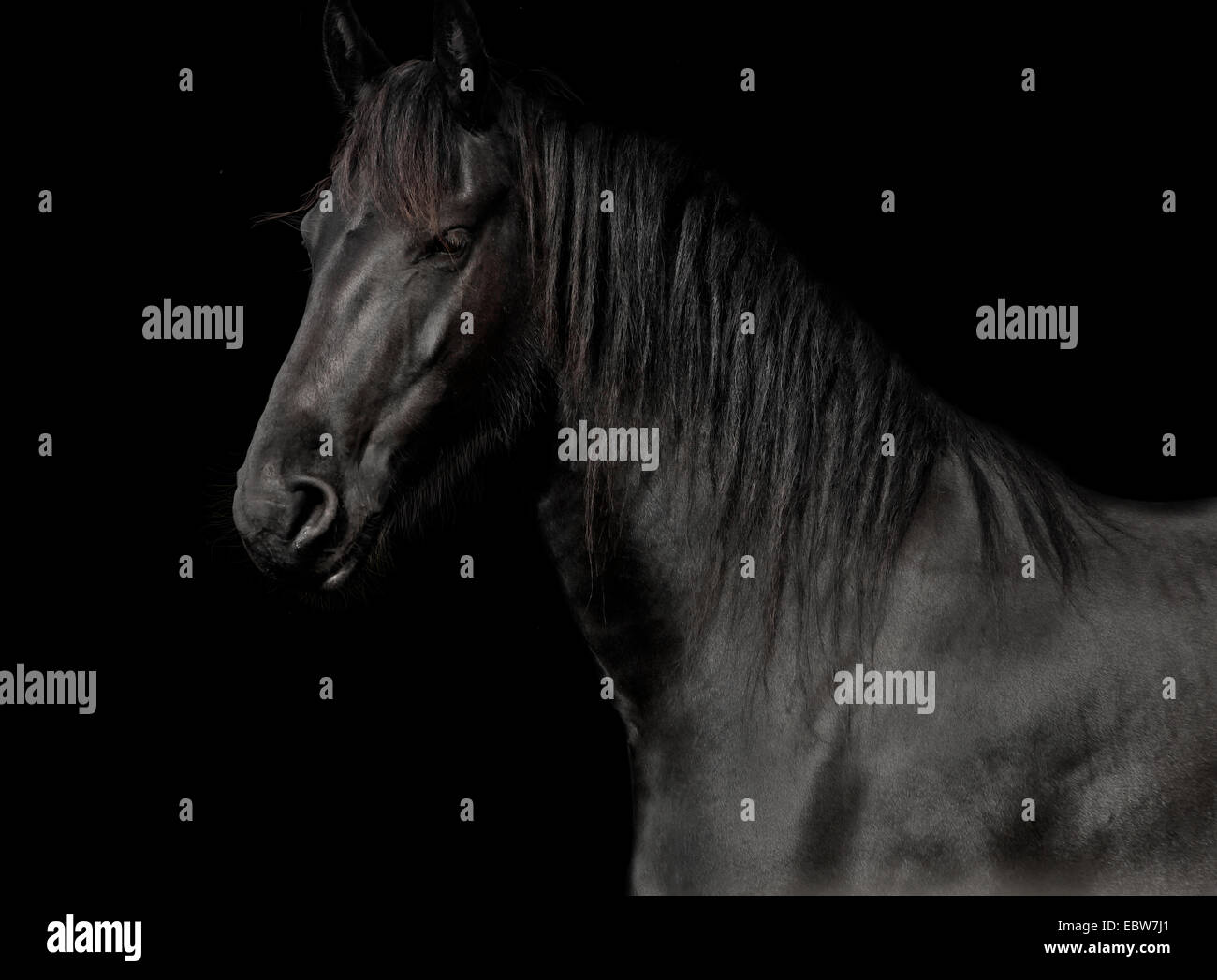 Cavallo nero della gara il frisone in studio contro uno sfondo scuro Foto Stock