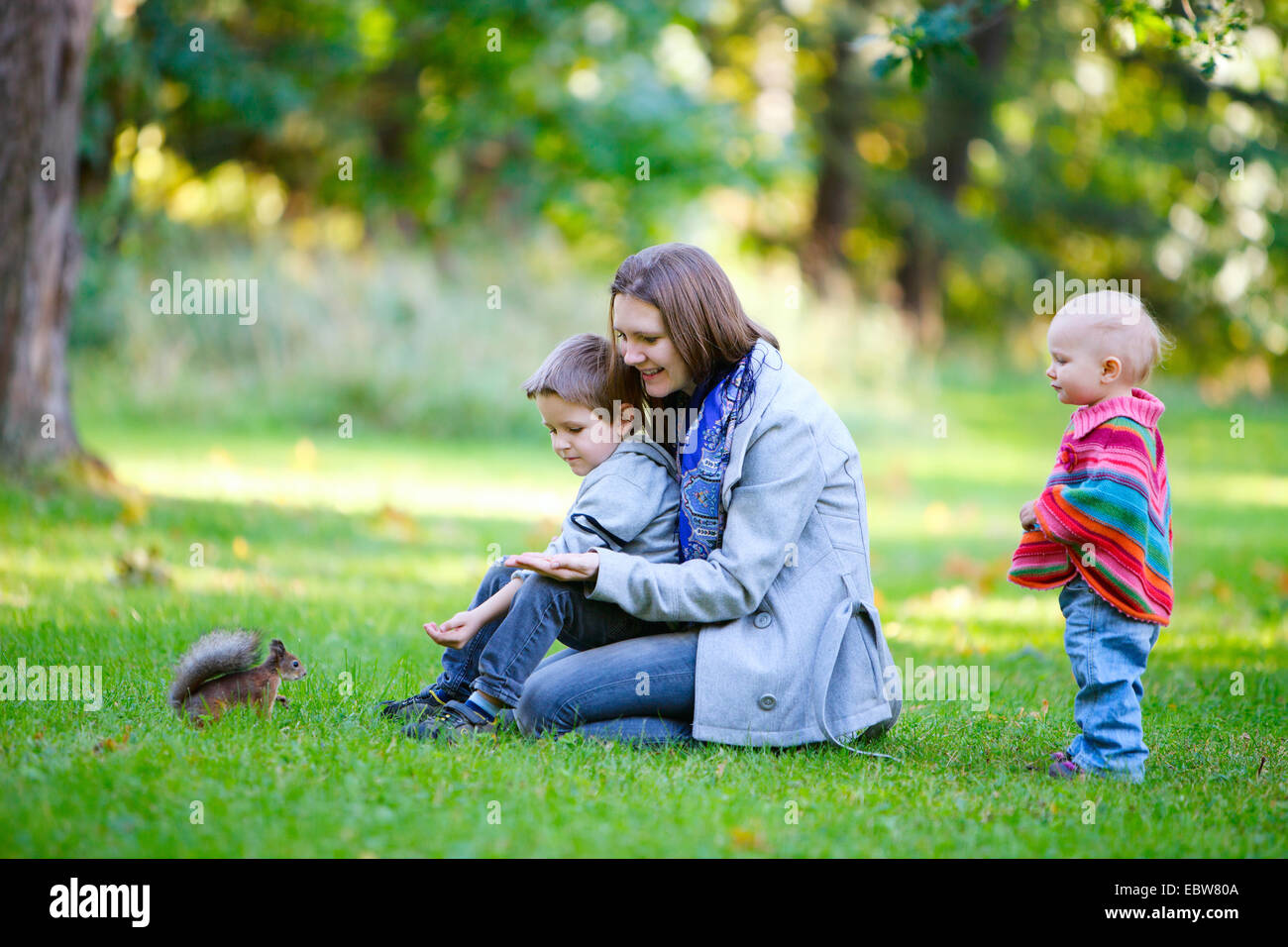 La madre ed i suoi due bambini di alimentazione di un scoiattolo rosso Foto Stock