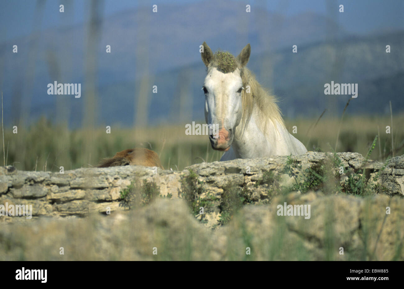 Cavalli Camargue (Equus przewalskii f. caballus), Camargue-cavallo cerca su una parete, Spagna, Maiorca, Parc Natural S' Albufera Foto Stock