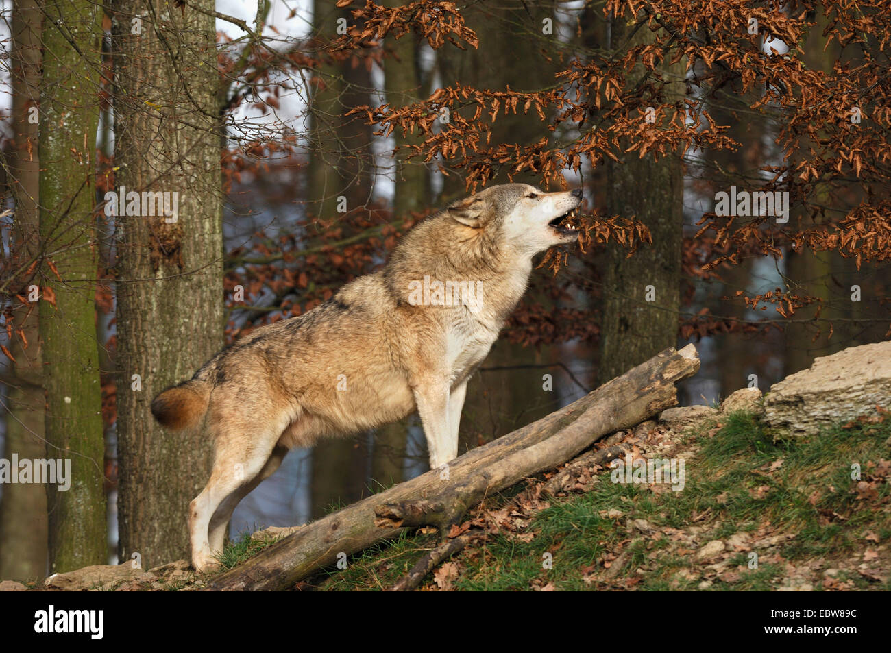 Legname lupo (Canis lupus lycaon), urlando singolo animale Foto Stock