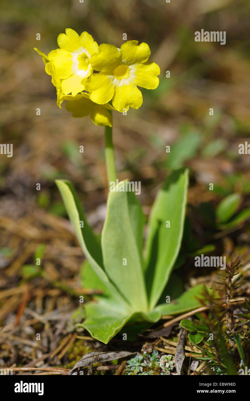 Miller polverosi, giardino padiglione auricolare (Primula padiglione auricolare), fioritura, in Germania, in Baviera, Alta Baviera, Baviera superiore Foto Stock