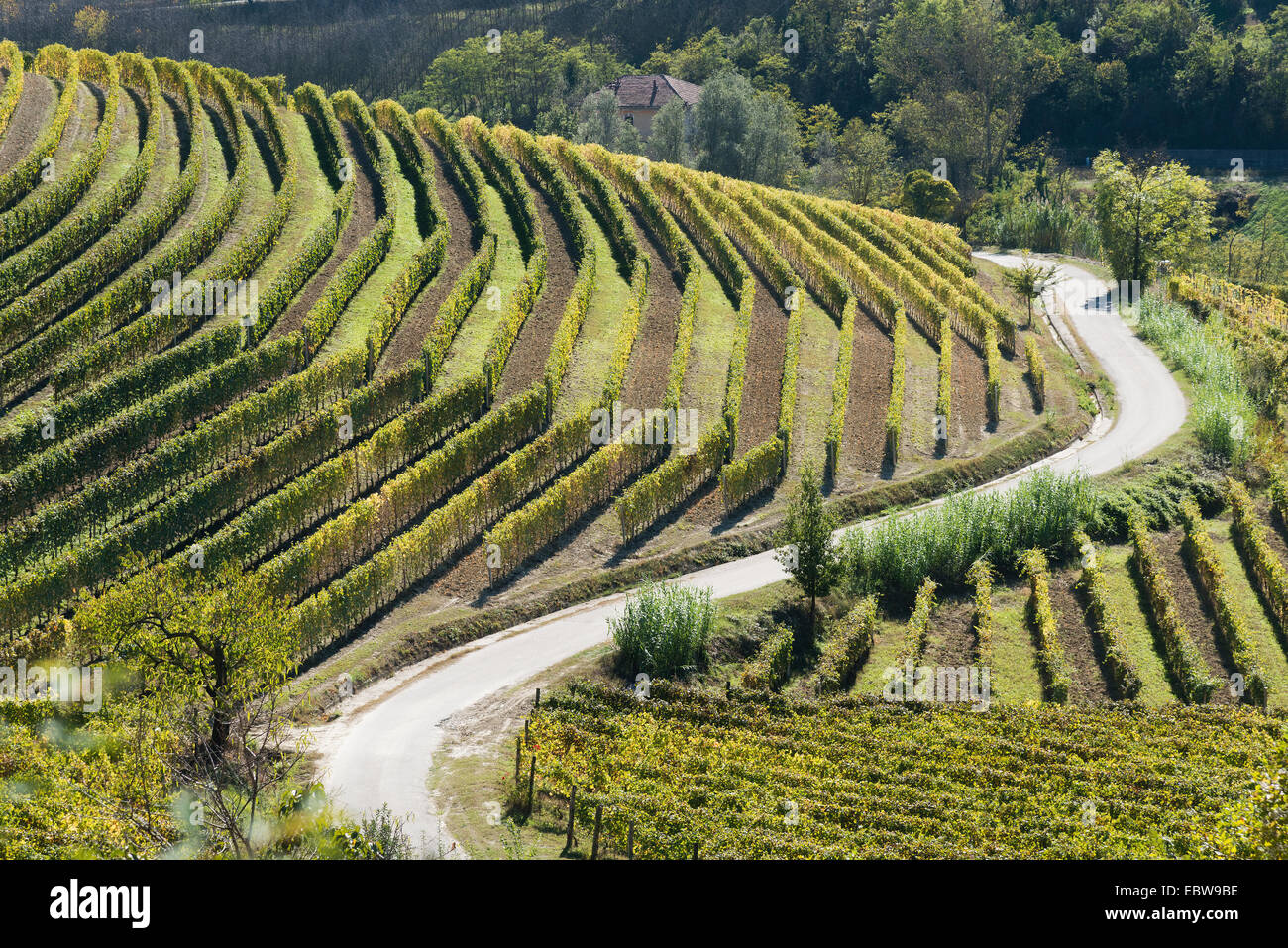 L'Italia, panorama di vigneti del Piemonte: Langhe-Roero e Monferrato nella Lista del Patrimonio Mondiale UNESCO Foto Stock