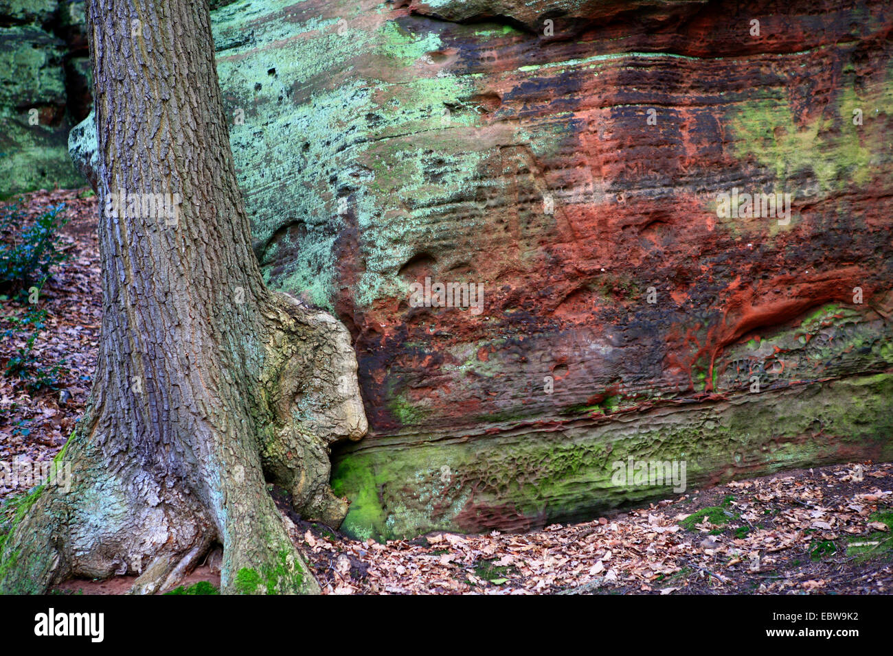 Tronco di albero rosso successiva formazione di arenaria, in Germania, in Renania settentrionale-Vestfalia, Naturdenkmal Katzensteine, Mechernich Foto Stock