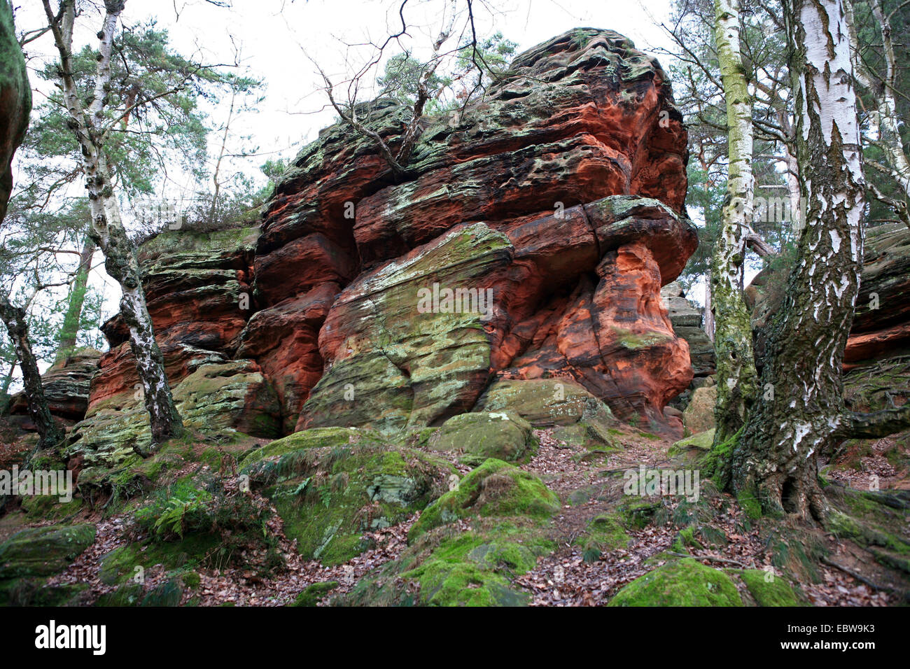 Red formazione di arenaria, in Germania, in Renania settentrionale-Vestfalia, Naturdenkmal Katzensteine, Mechernich Foto Stock