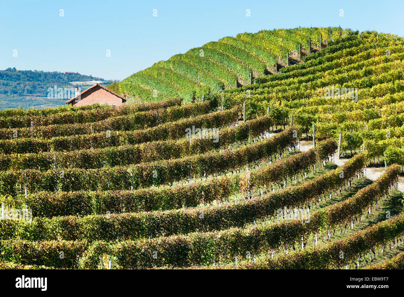 L'Italia, panorama di vigneti del Piemonte: Langhe-Roero e Monferrato nella Lista del Patrimonio Mondiale UNESCO Foto Stock