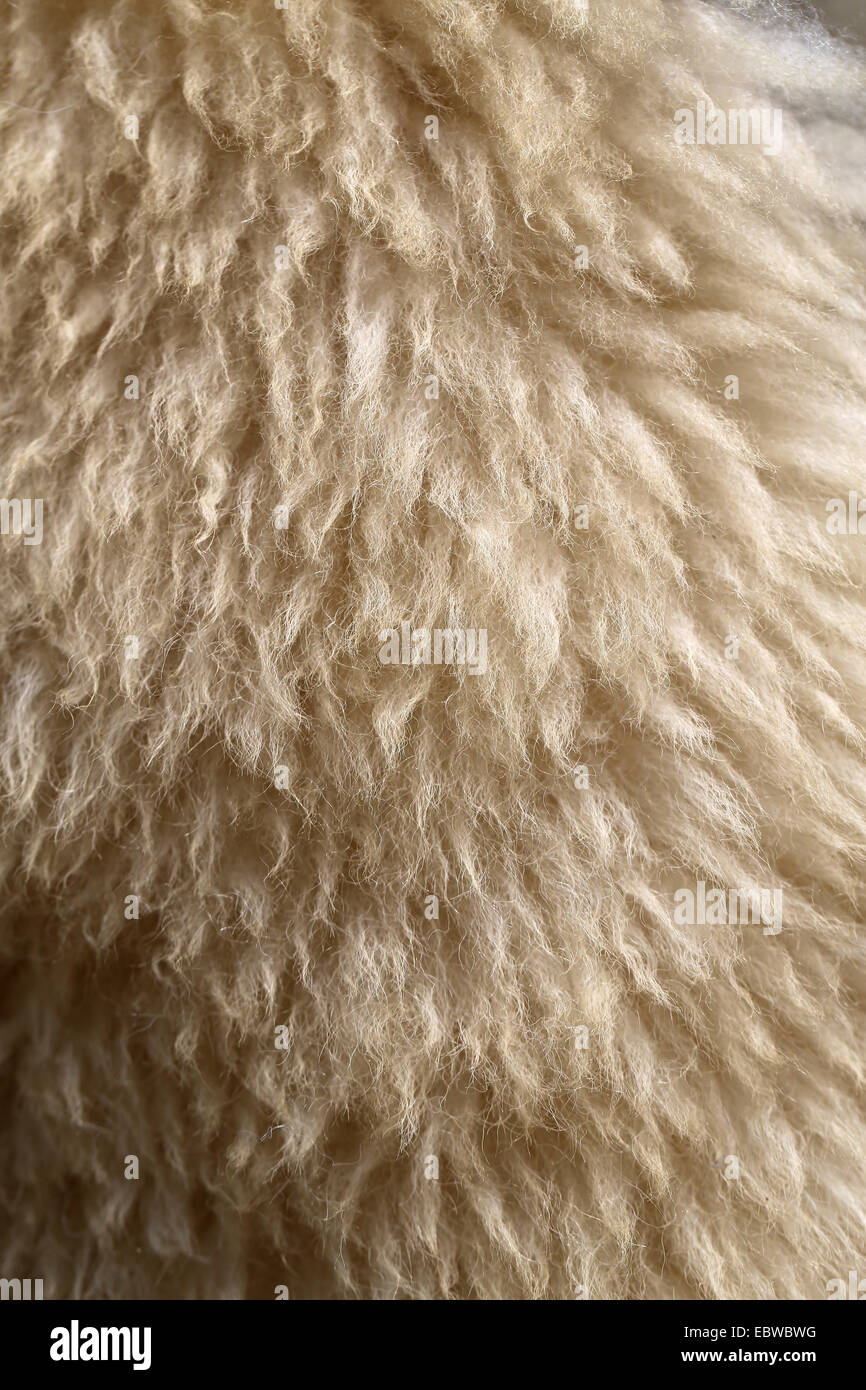 Superficie foto luce pelliccia di pecora sfondo fotografico pelliccia di pecora Foto Stock