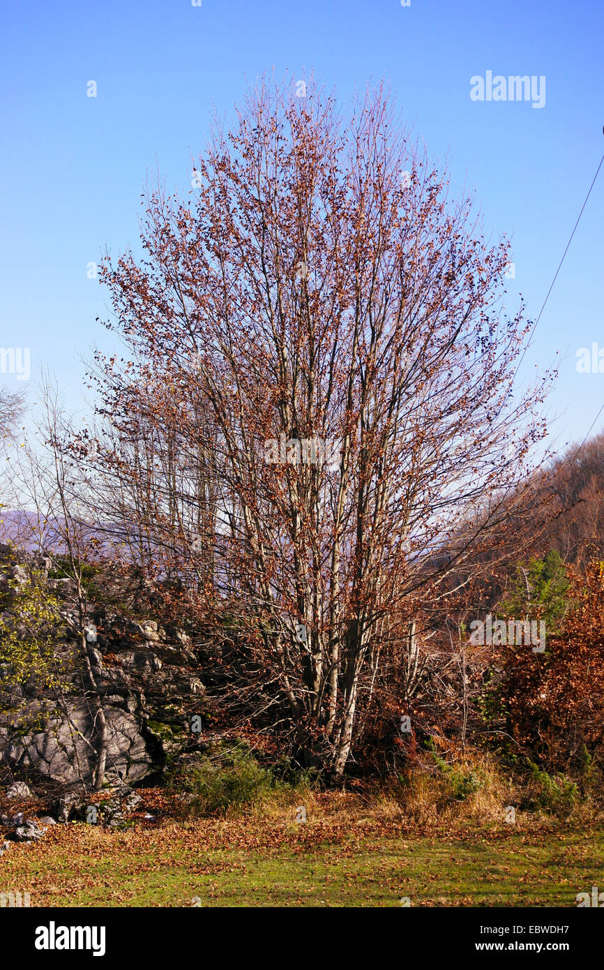 Autumn Tree nel paese europeo Foto Stock