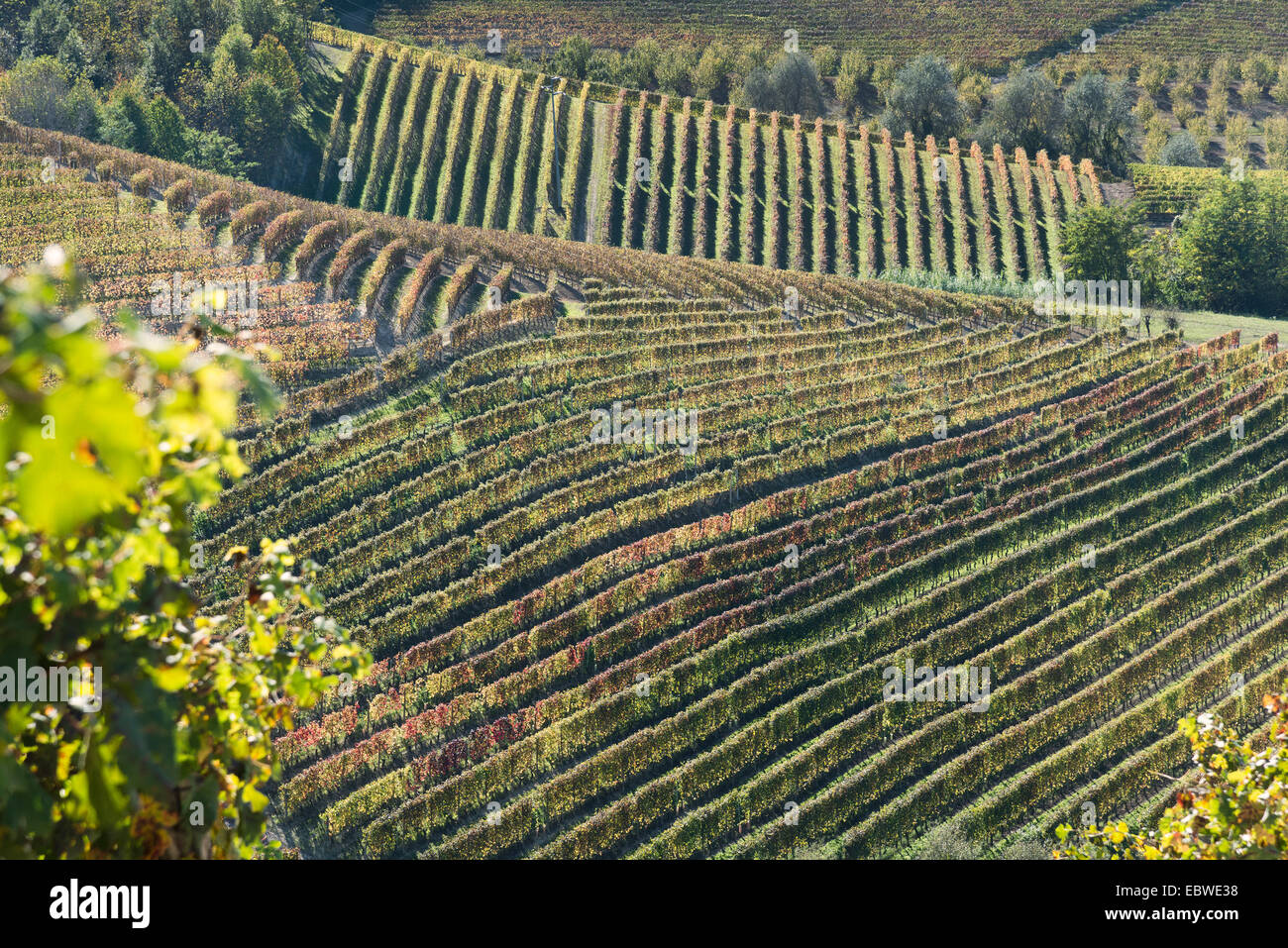 L'Italia, panorama di vigneti del Piemonte: Langhe-Roero e Monferrato nella Lista del Patrimonio Mondiale UNESCO Foto Stock