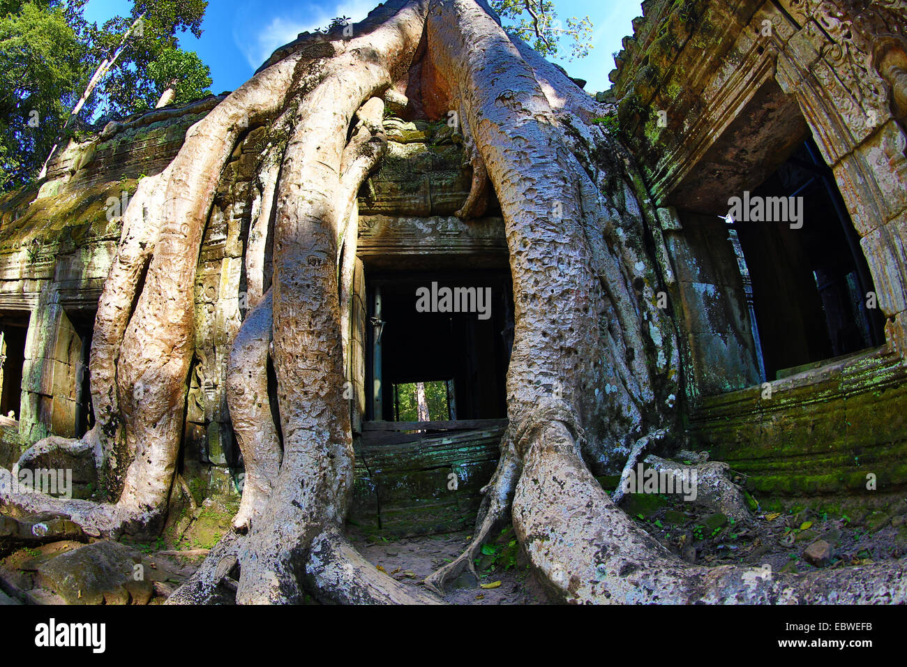 Albero Gigante radici a Ta Phrom, tempio Khmer di Angkor, Siem Reap, Cambogia. Foto Stock